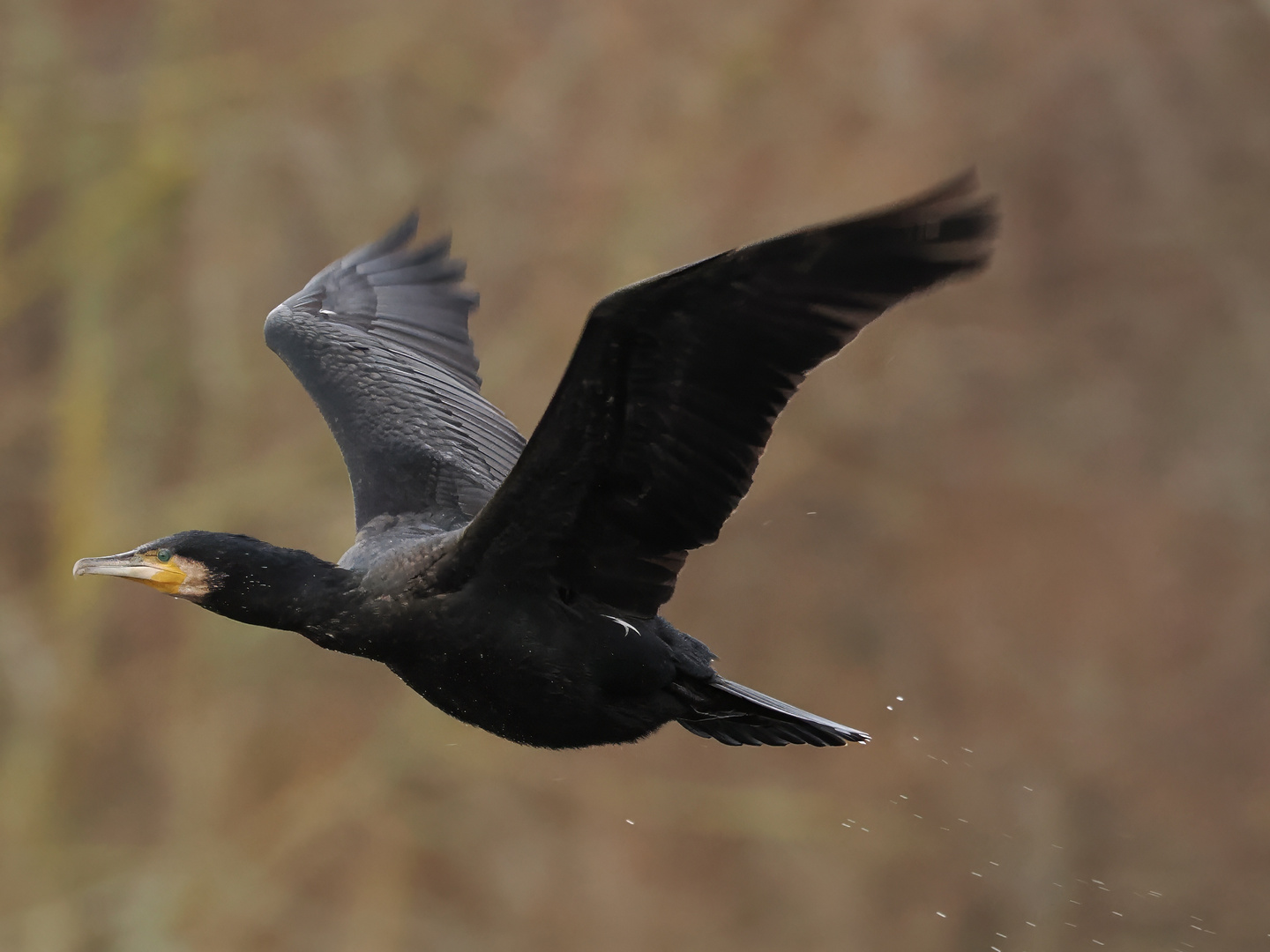 Kormoran