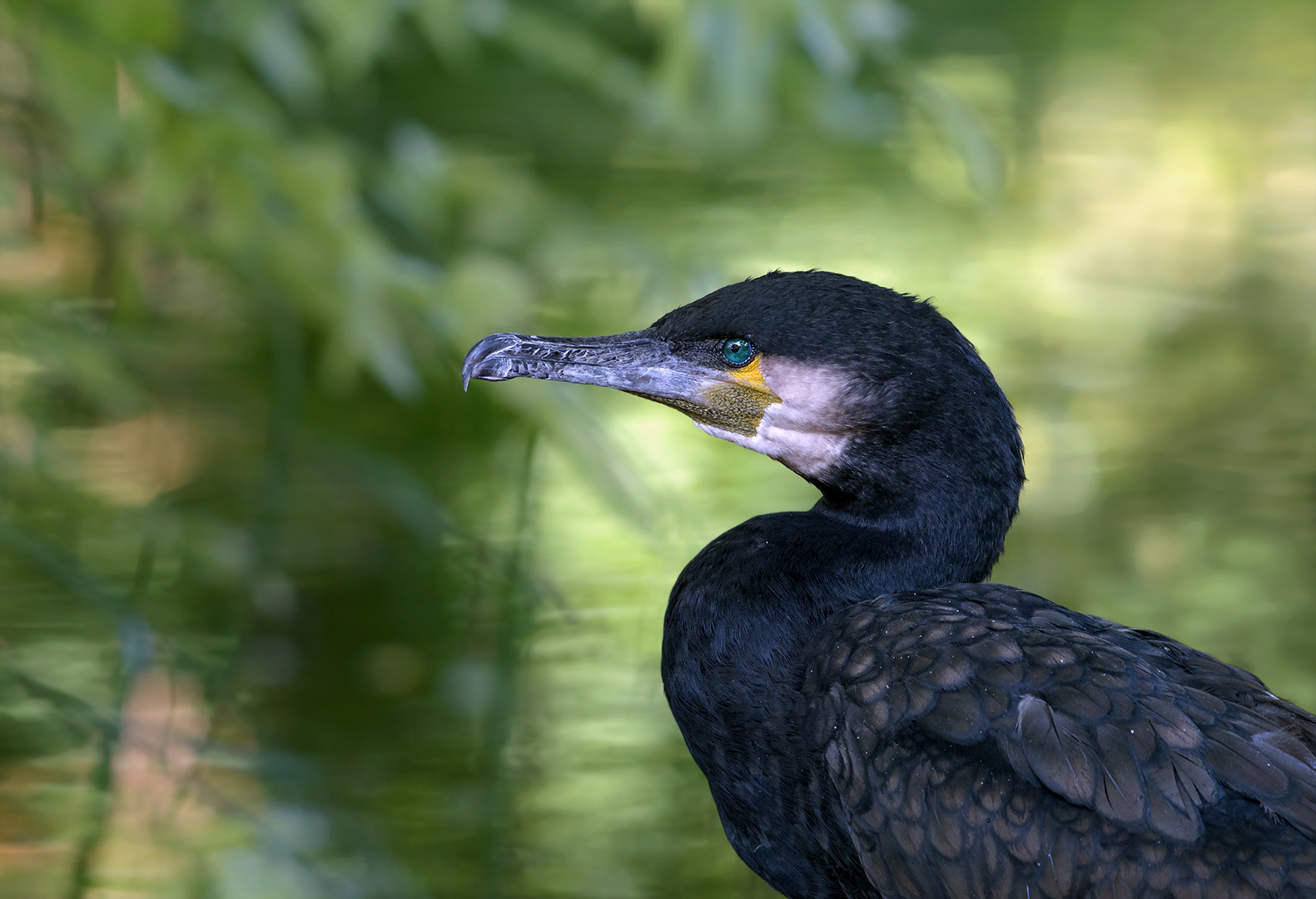 Kormoran