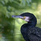 Kormoran