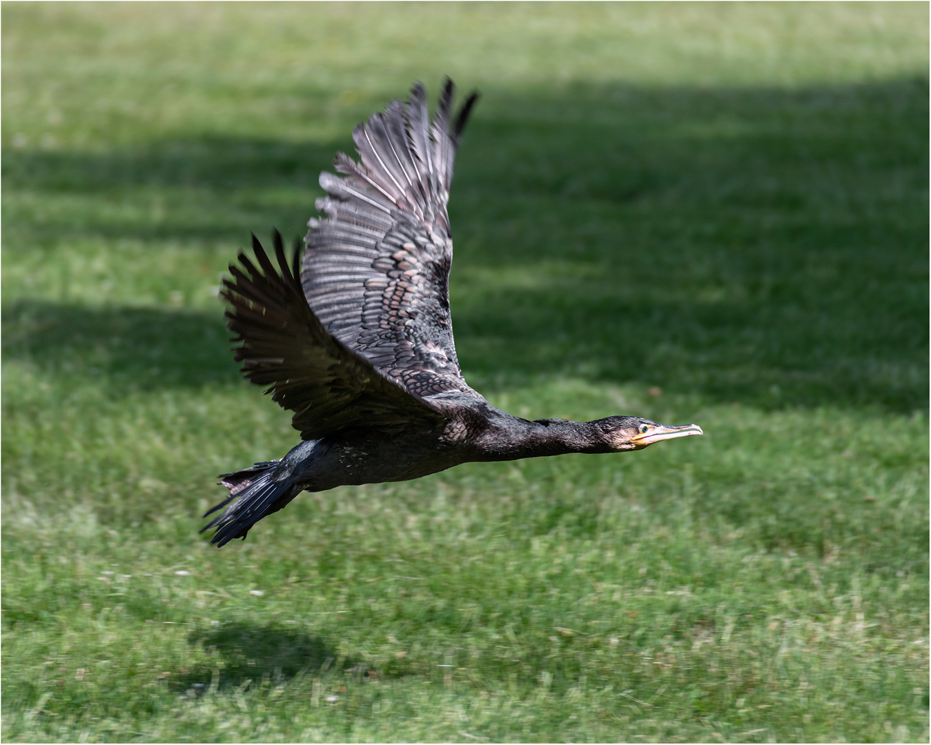 Kormoran