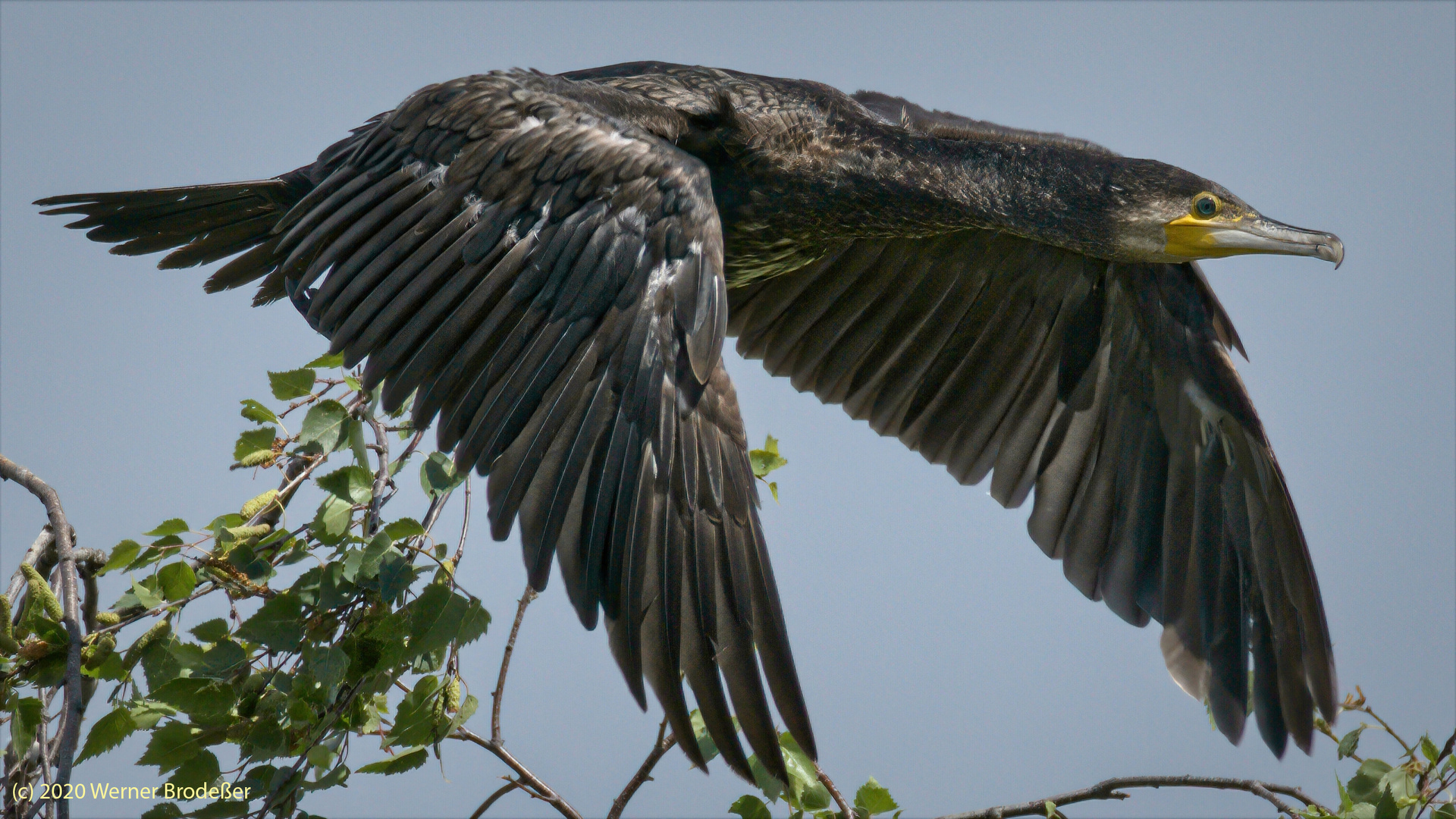 Kormoran 