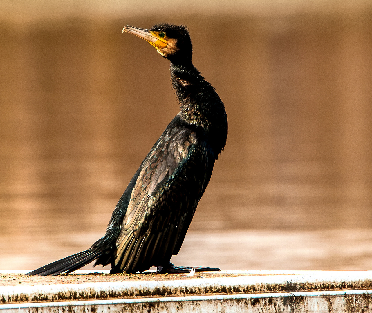 KORMORAN als geduldiges Model am Lago Laprello