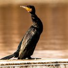 KORMORAN als geduldiges Model am Lago Laprello