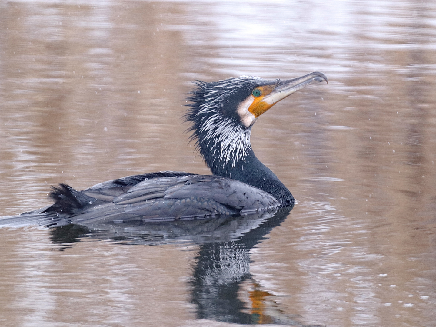 Kormoran Altvogel