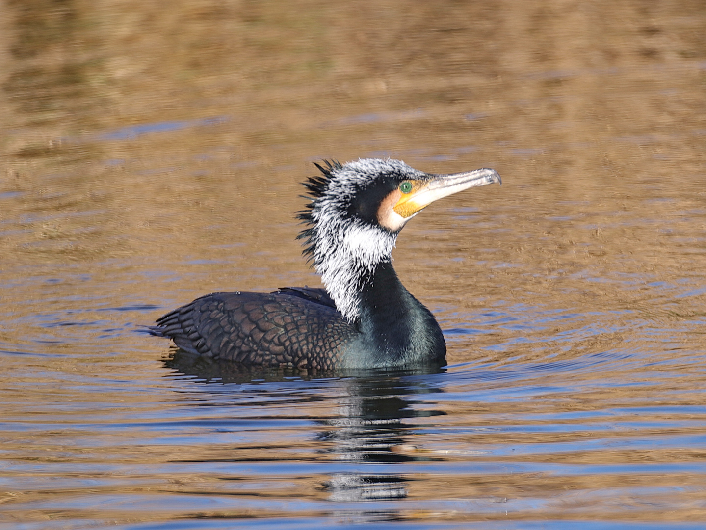 Kormoran Altvogel