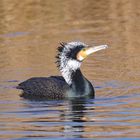 Kormoran Altvogel