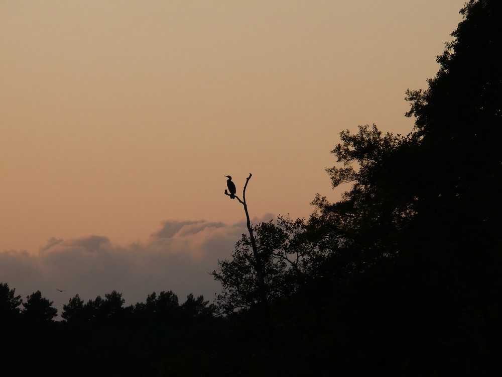 Kormoran am Abend