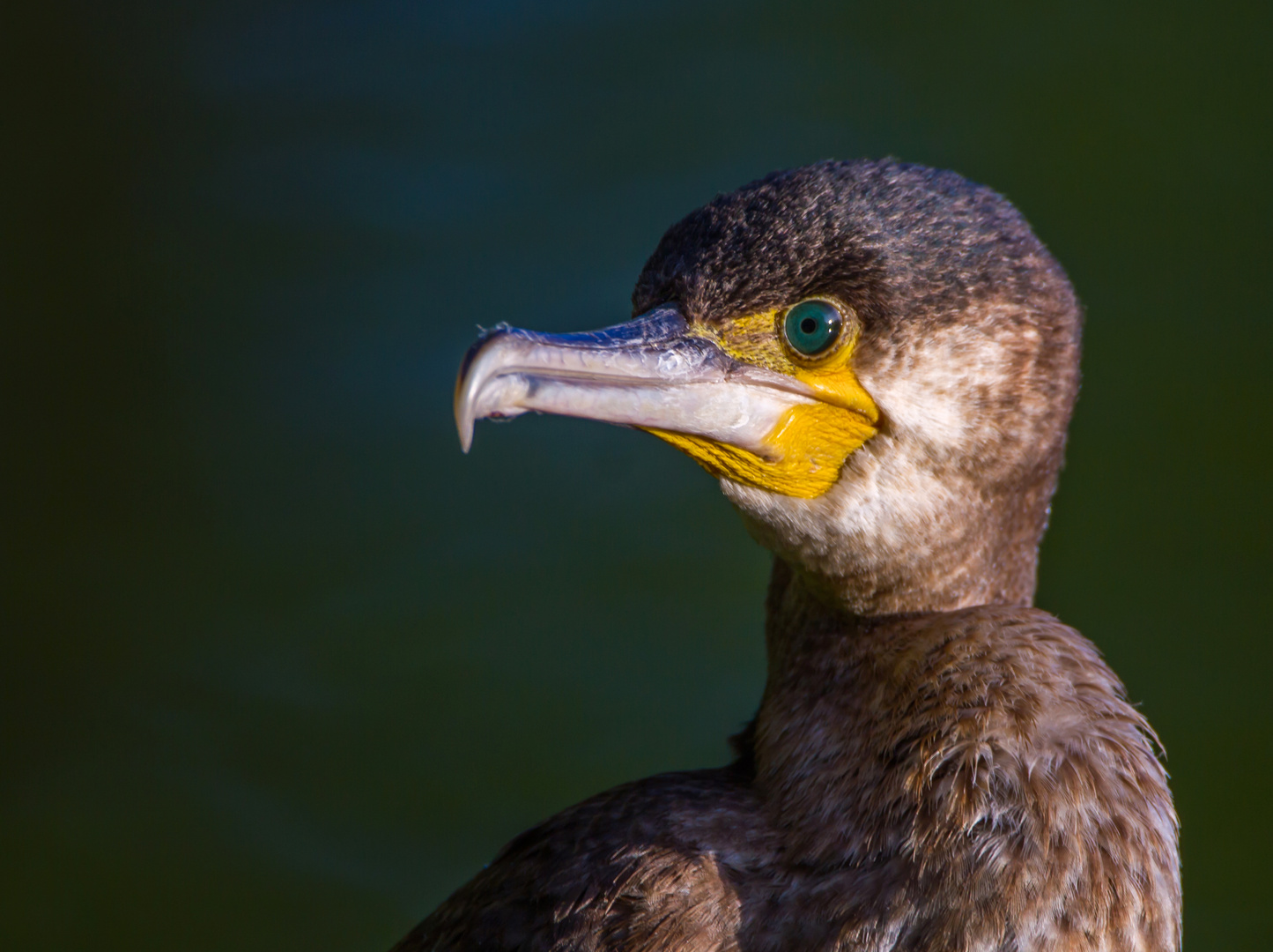 Kormoran am Abend