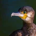 Kormoran am Abend