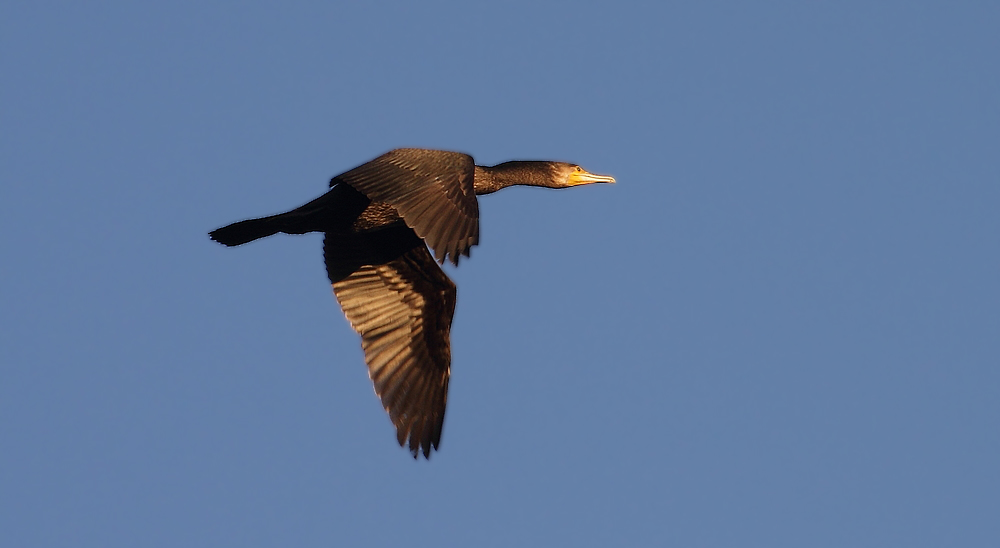 Kormoran am Abend