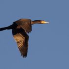 Kormoran am Abend