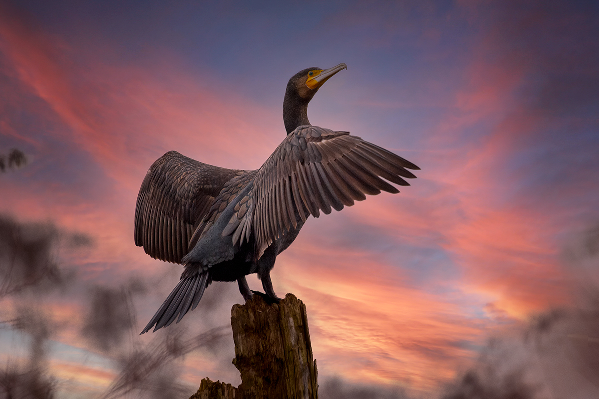 Kormoran am Abend