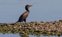 Kormoran am Altmühlsee/Inselzone