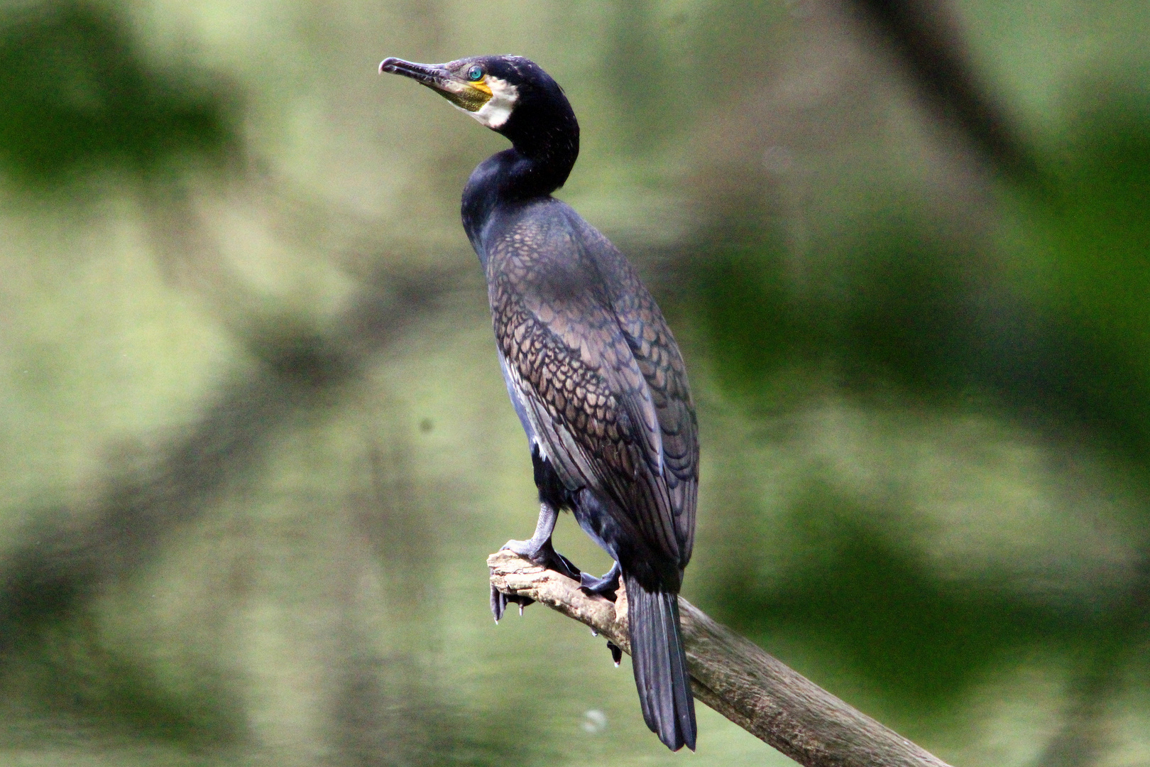 Kormoran am Altrhein