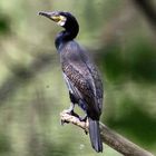 Kormoran am Altrhein