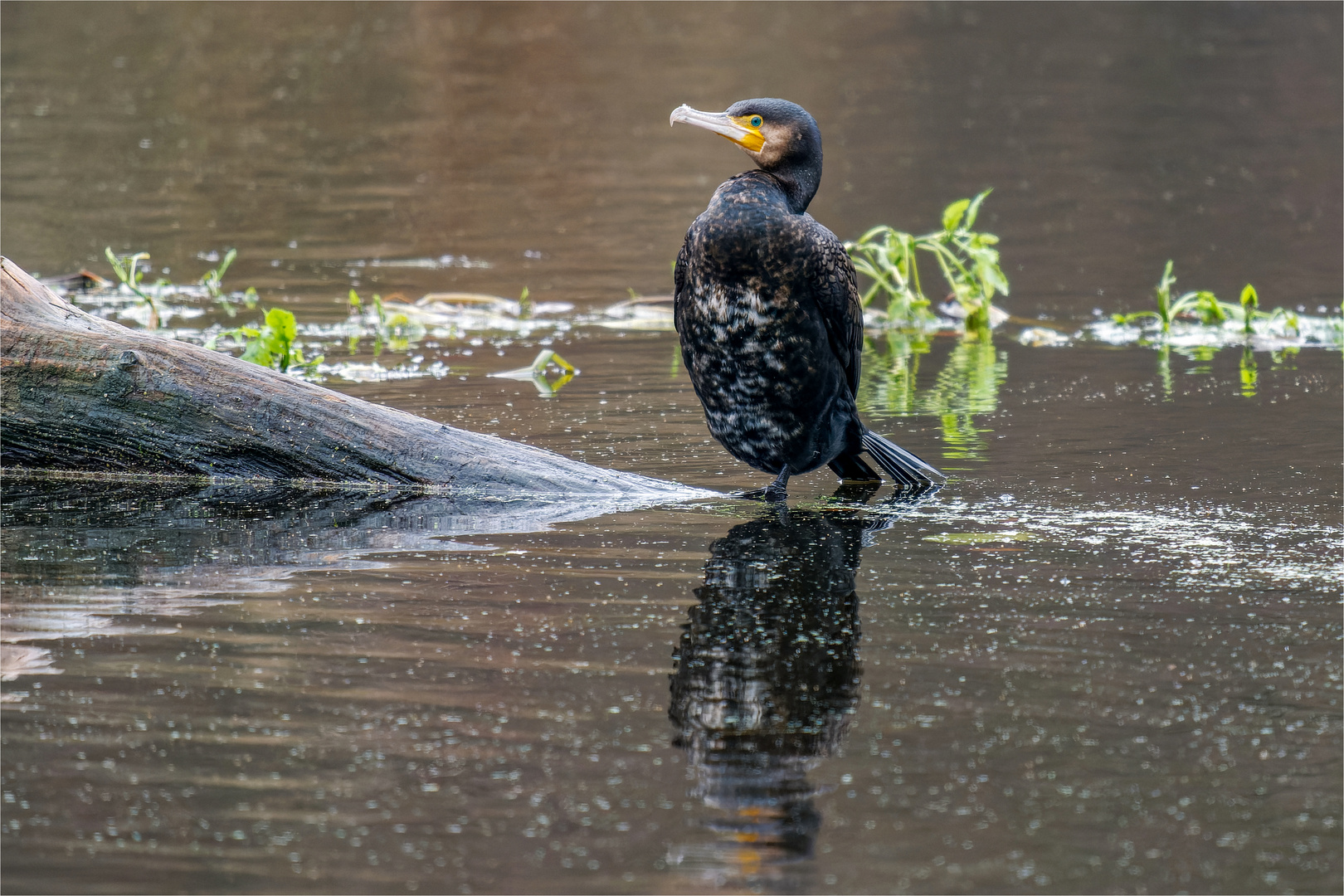 Kormoran am Ammersbeker Mühlenteich  .....