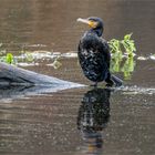 Kormoran am Ammersbeker Mühlenteich  .....