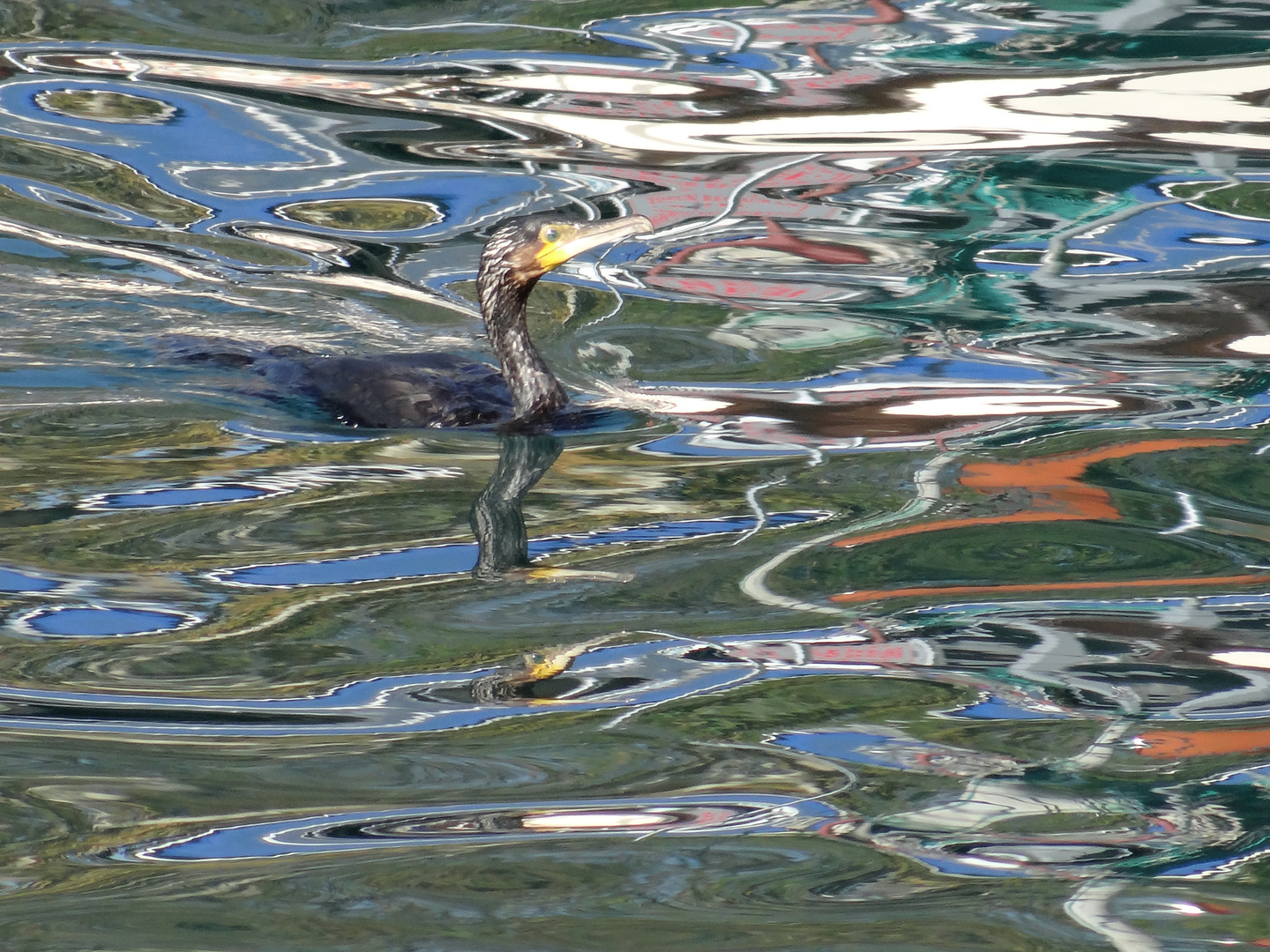 Kormoran am Bosporus