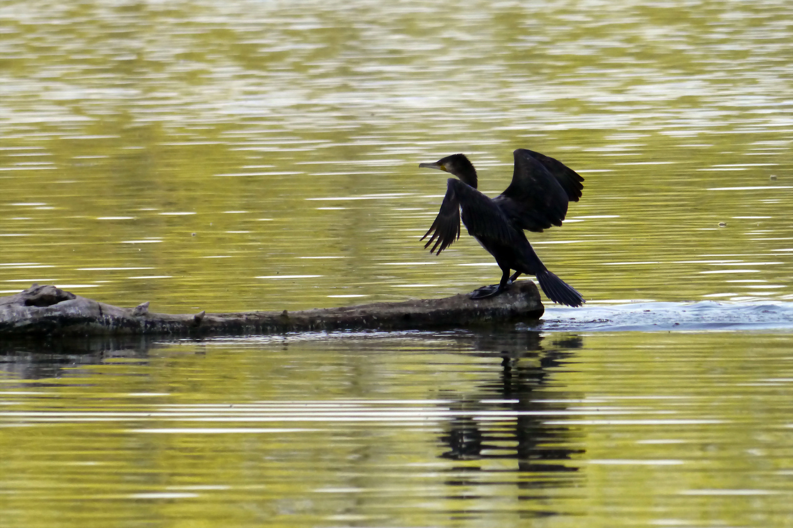 Kormoran am Bruchsee