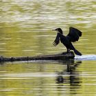 Kormoran am Bruchsee