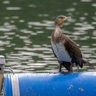 Kormoran am Bruchsee