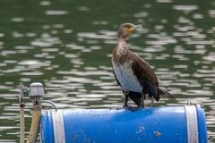 Kormoran am Bruchsee