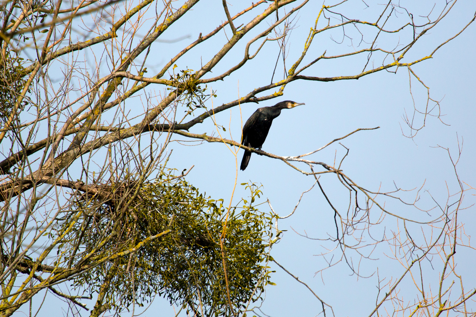 Kormoran am Bruchsee (Heppenheim) (III)