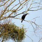 Kormoran am Bruchsee (Heppenheim) (III)