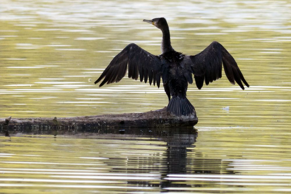 Kormoran am Bruchsee (I)