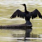 Kormoran am Bruchsee (I)