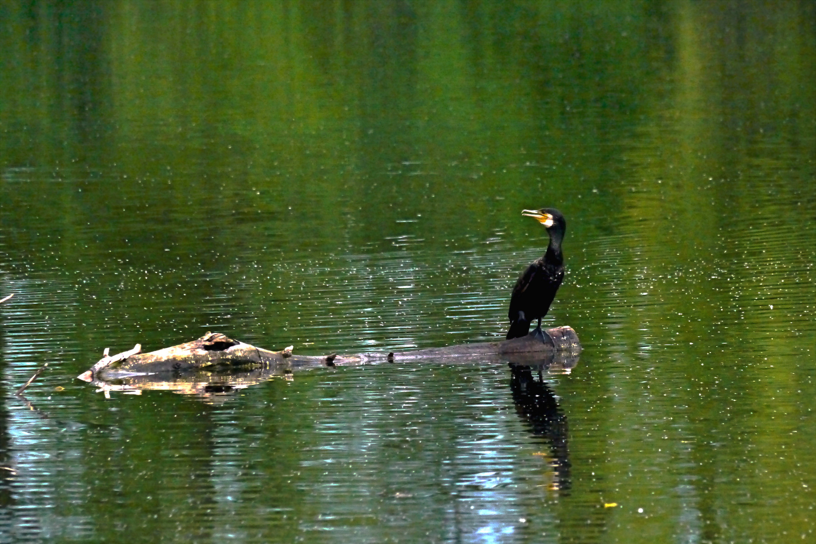 Kormoran am Bruchsee (II)