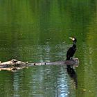 Kormoran am Bruchsee (II)