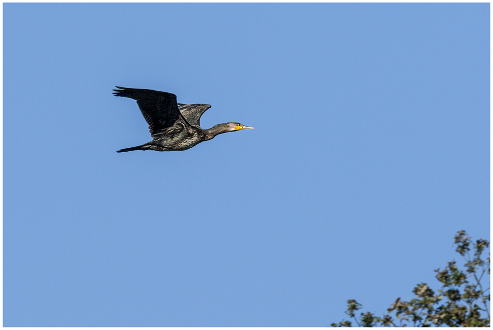 Kormoran am De-Witt-See / NRW