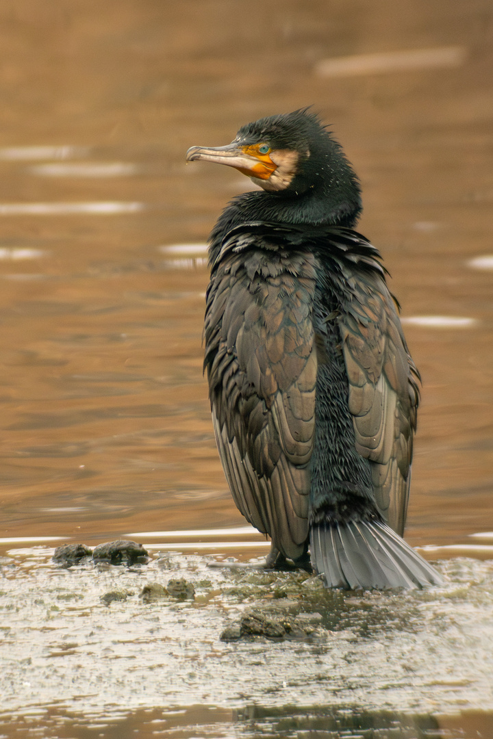 Kormoran am Eisloch