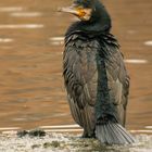 Kormoran am Eisloch