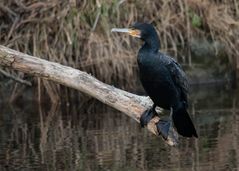 Kormoran am Fluß