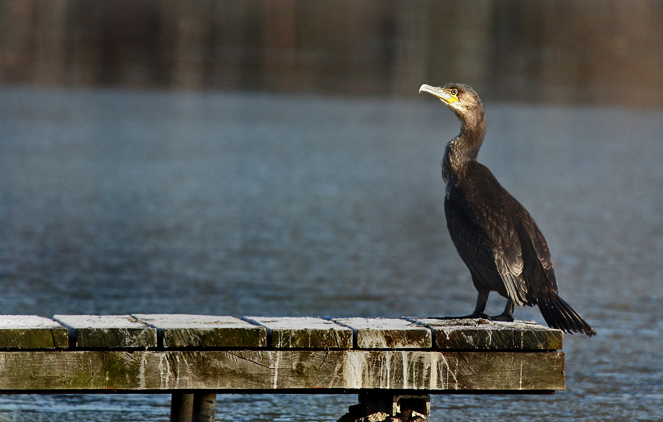 Kormoran am Großen Bischofsweiher