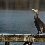 Kormoran am Großen Bischofsweiher