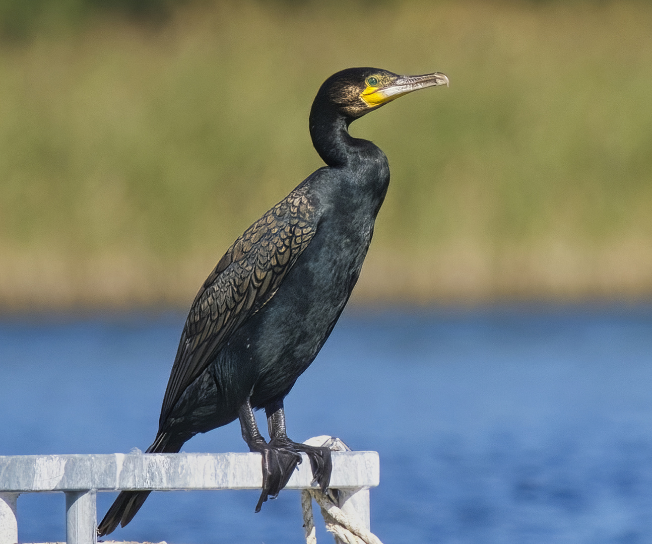 Kormoran am Großen Labussee