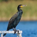 Kormoran am Großen Labussee