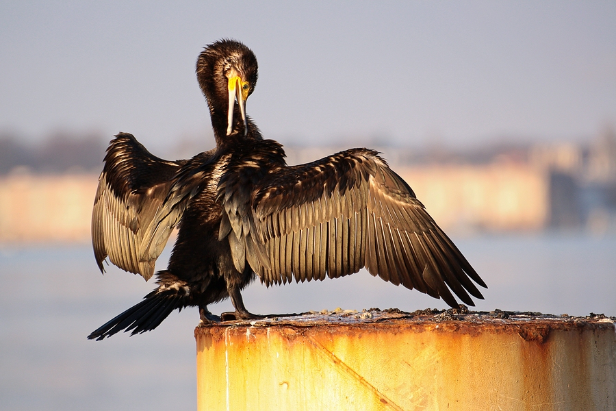 Kormoran am Hafen