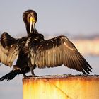 Kormoran am Hafen