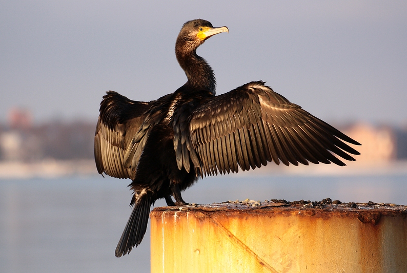 Kormoran am Hafen