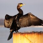 Kormoran am Hafen