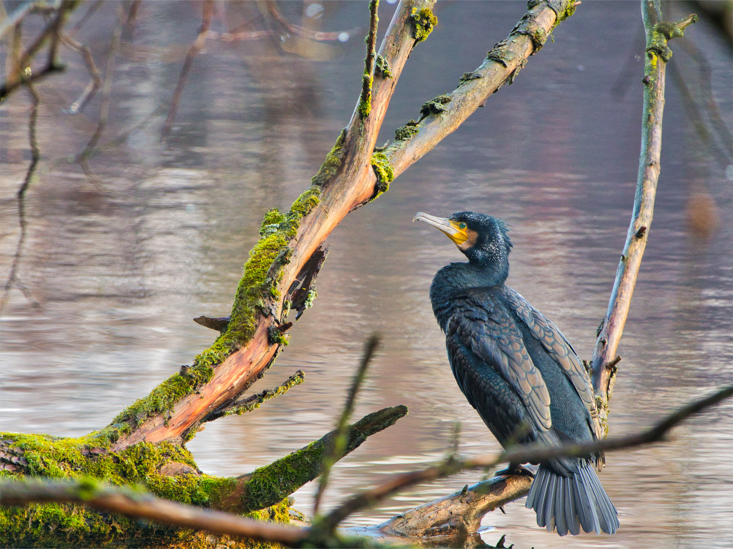 Kormoran am Heider Bergsee