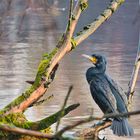 Kormoran am Heider Bergsee