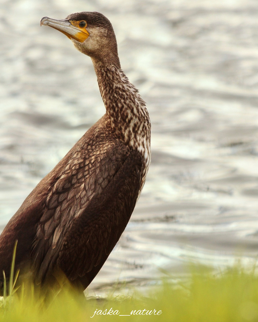 Kormoran am Kanal 