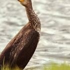 Kormoran am Kanal 