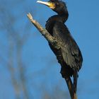 Kormoran am Kocher