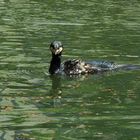 Kormoran am Kö-Bogen